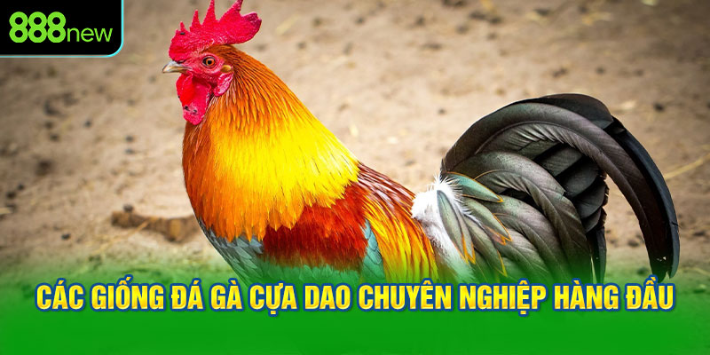 Các giống đá gà cựa dao chuyên nghiệp hàng đầu