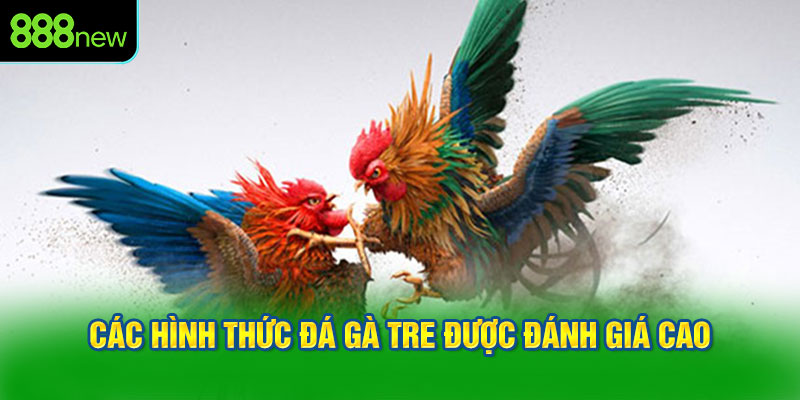 Các hình thức đá gà tre được đánh giá cao