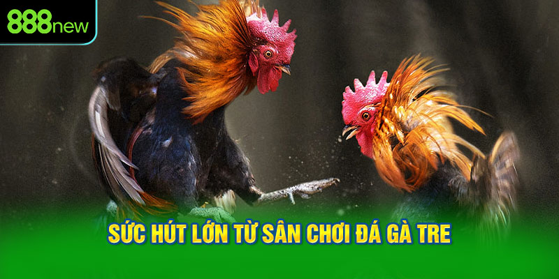 Sức hút lớn từ sân chơi đá gà tre