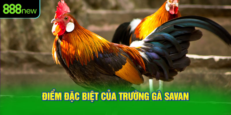 Điểm đặc biệt của trường gà Savan