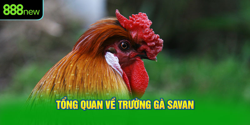 Tổng quan về trường gà Savan